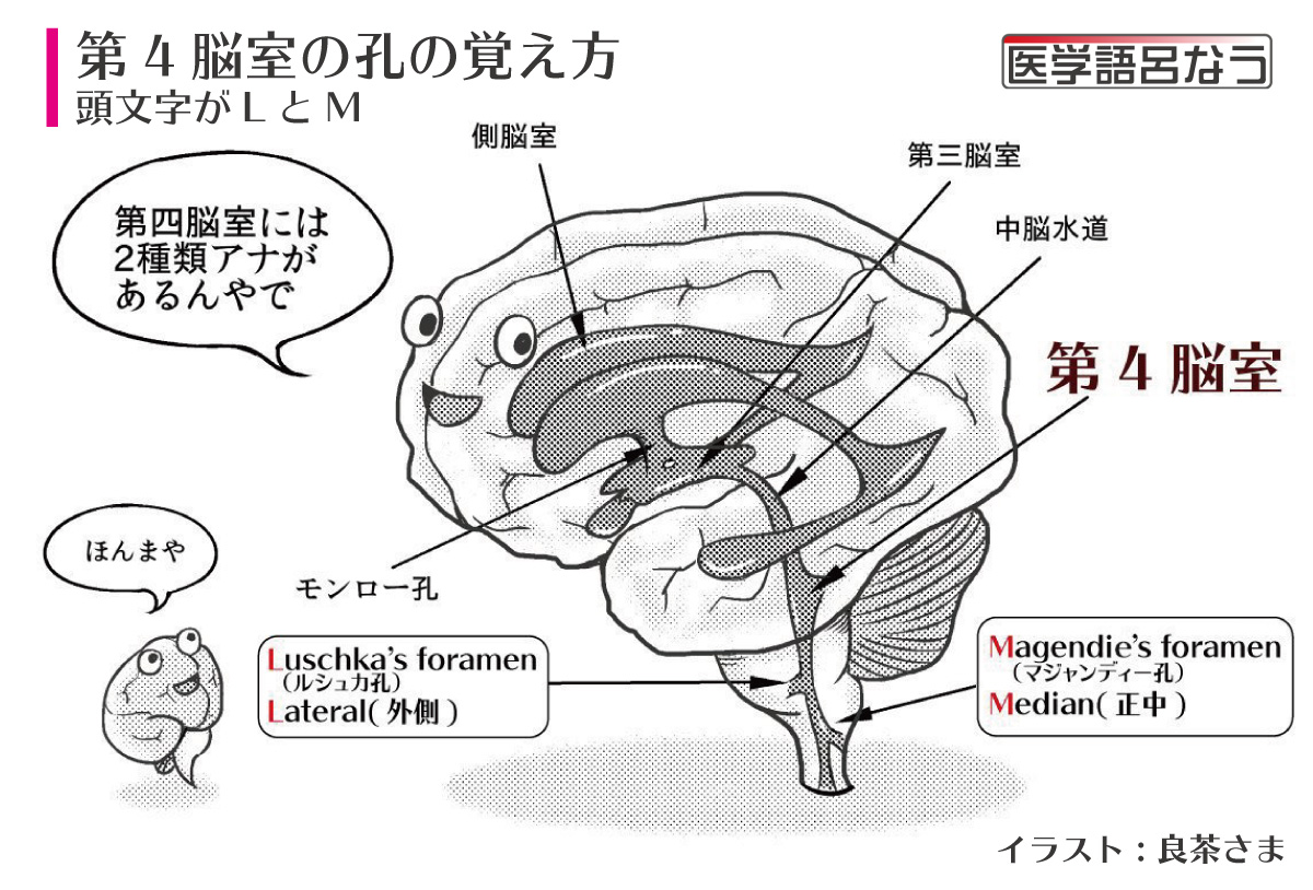 脳室帯