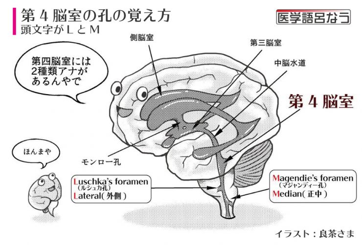 第4脳室の覚え方