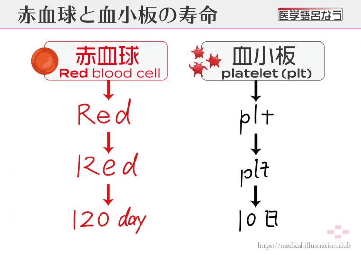 血球の寿命